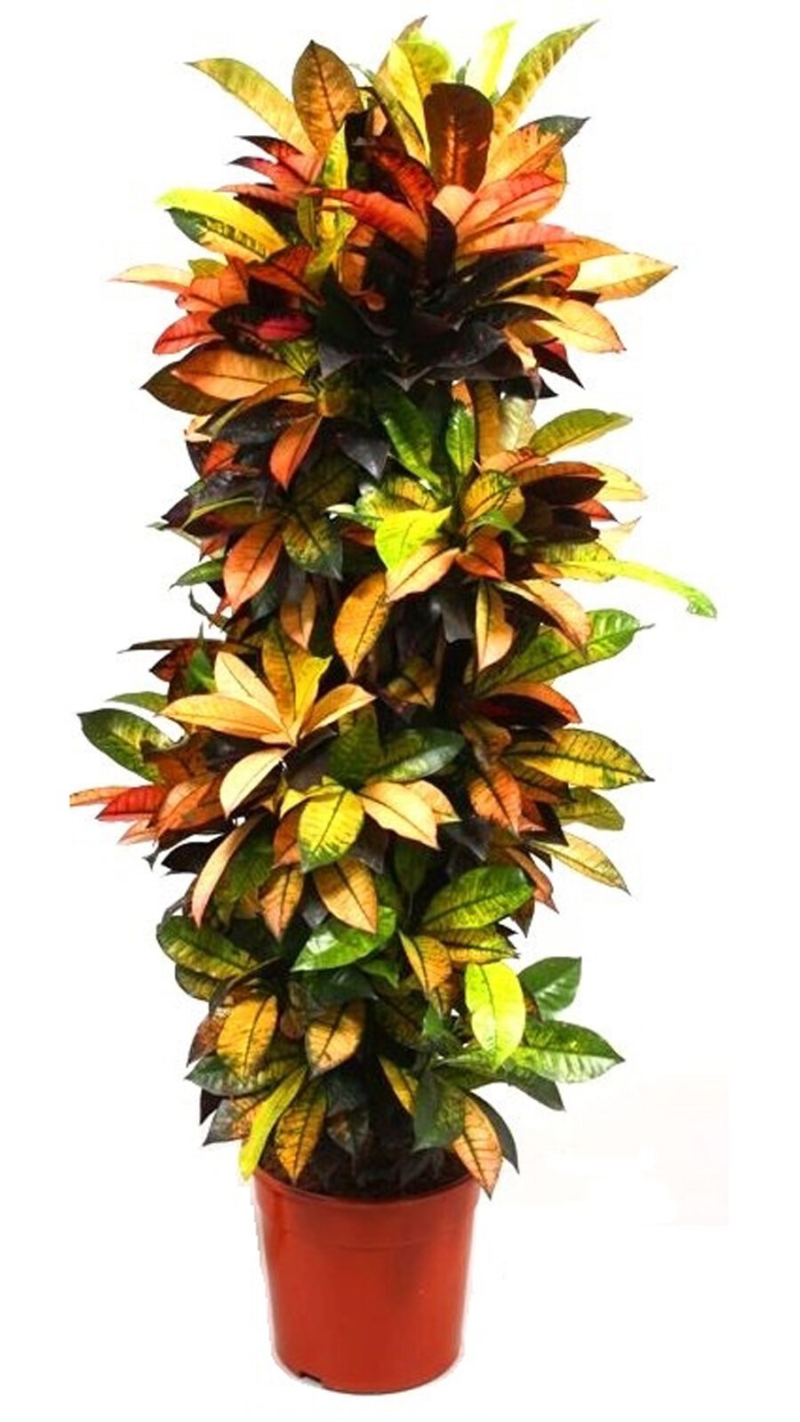 Кротон миссис Айстон