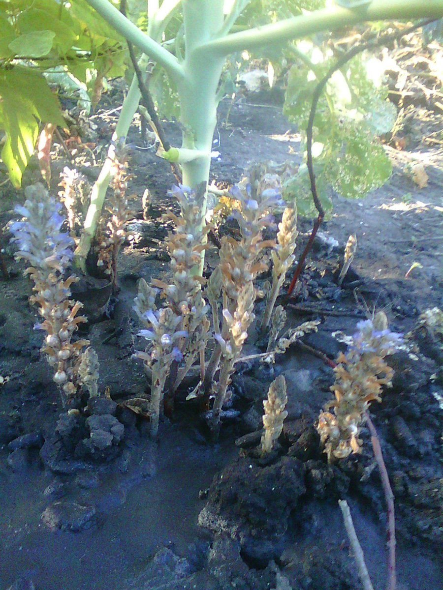 Заразиха капустная