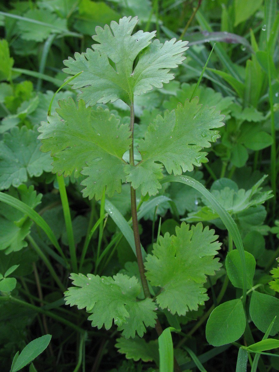 Coriandrum sativum