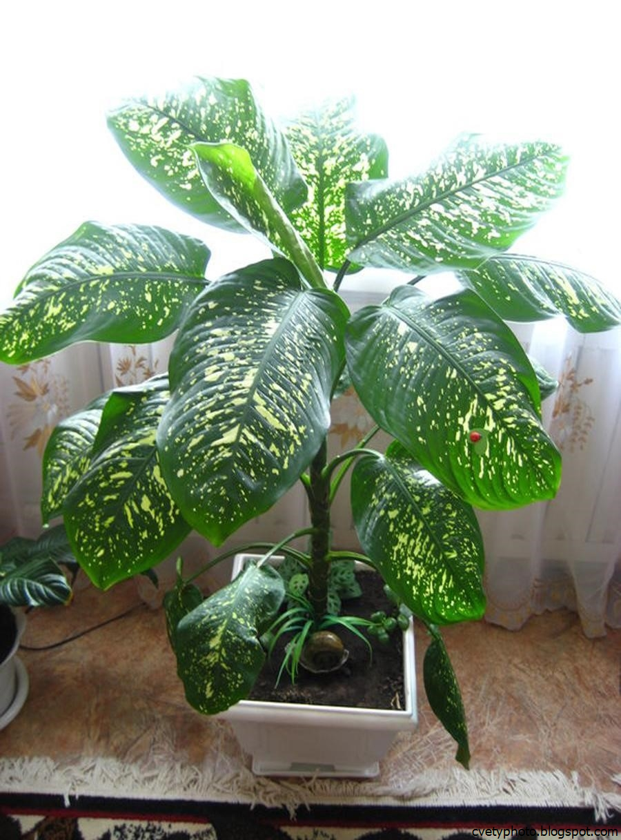 Монстера Диффенбахия