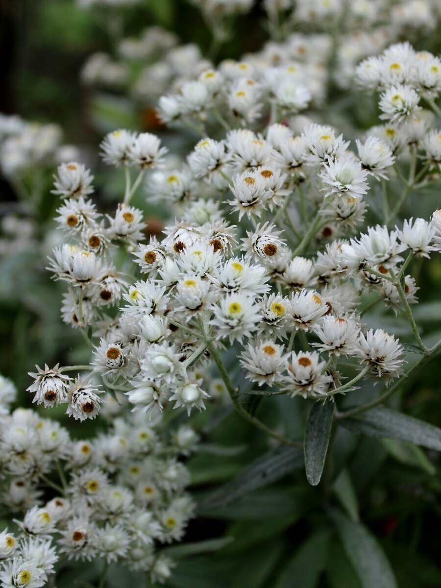 Анафалис жемчужный