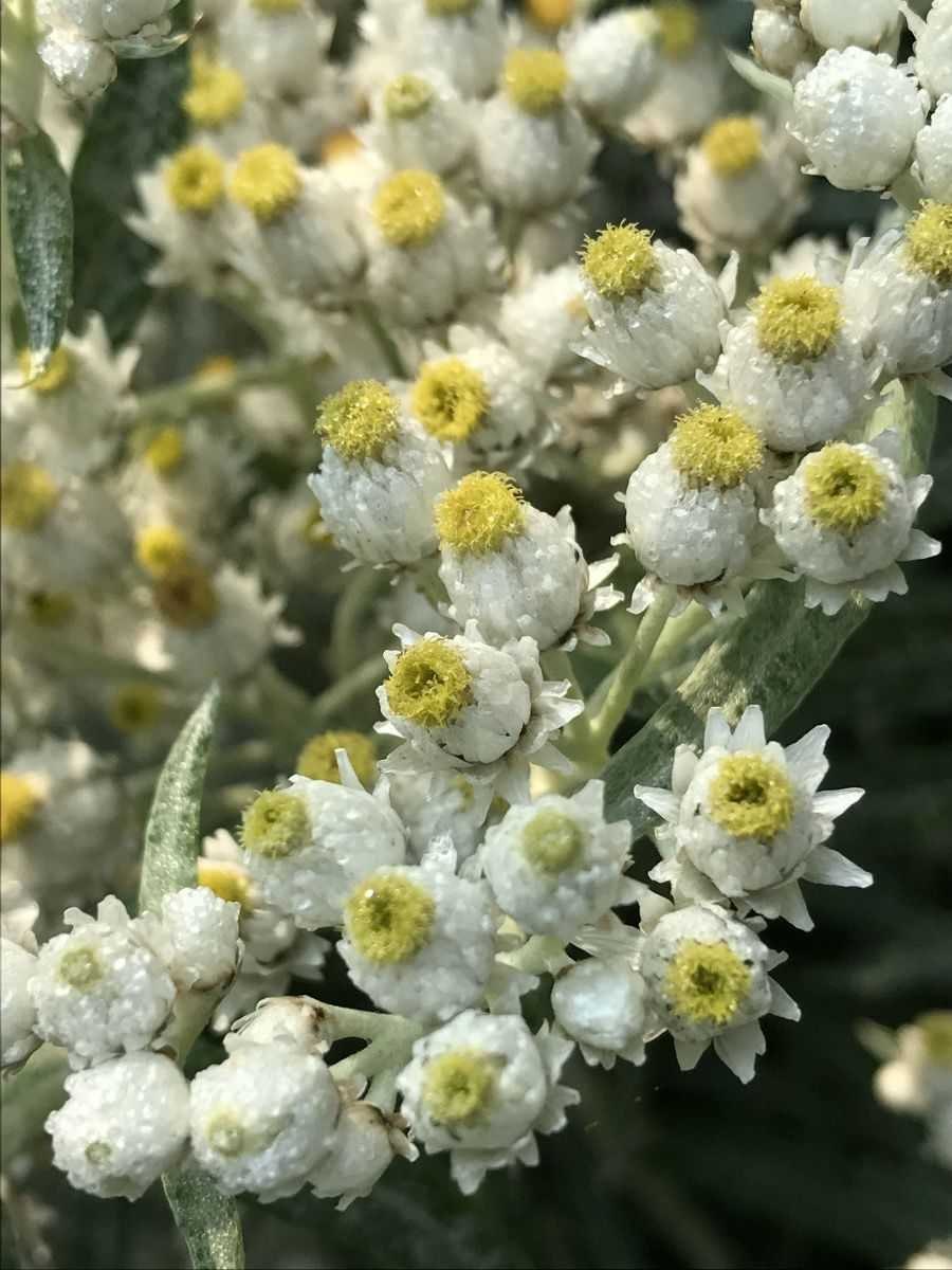 Анафалис жемчужный