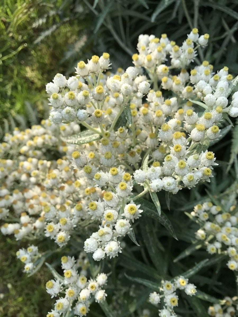 Анафалис жемчужный