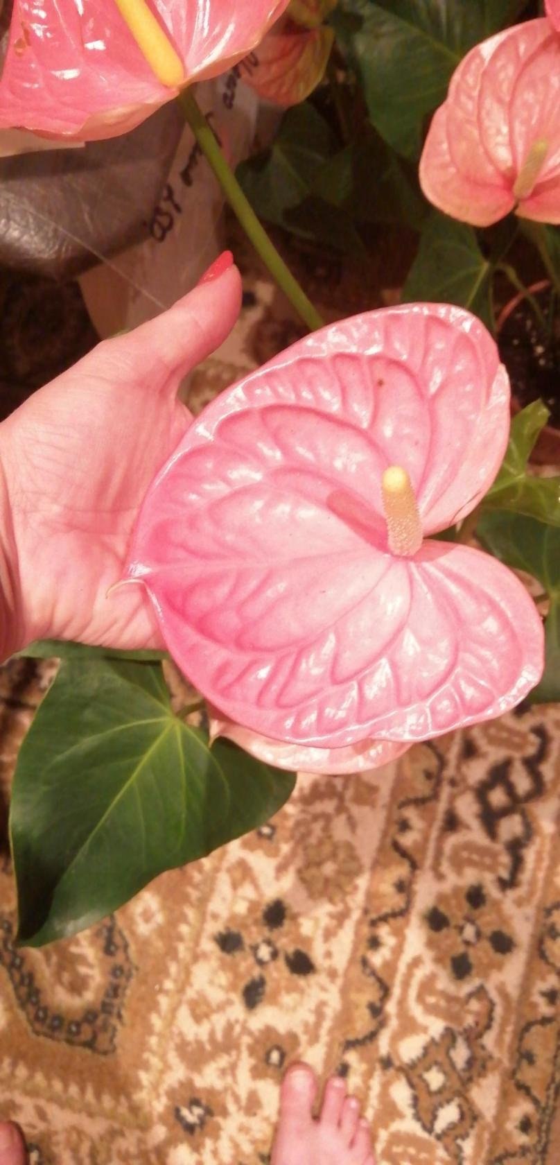 Антуриум Алексия Жаде