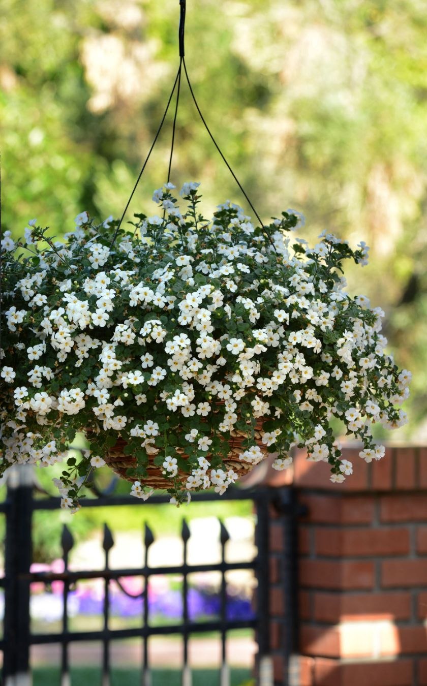 Бакопа ампельная махровая