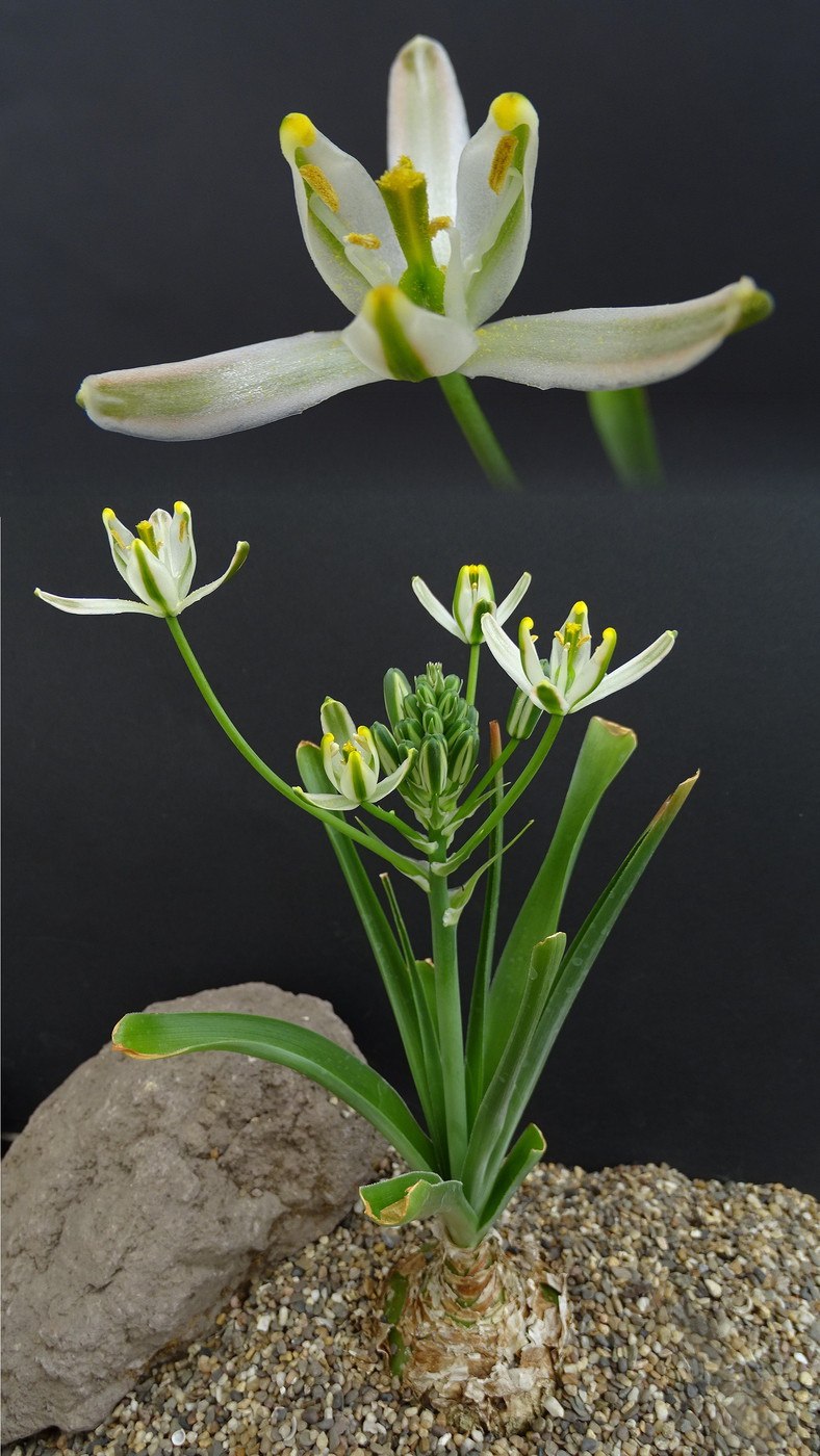 Альбука цветок семена