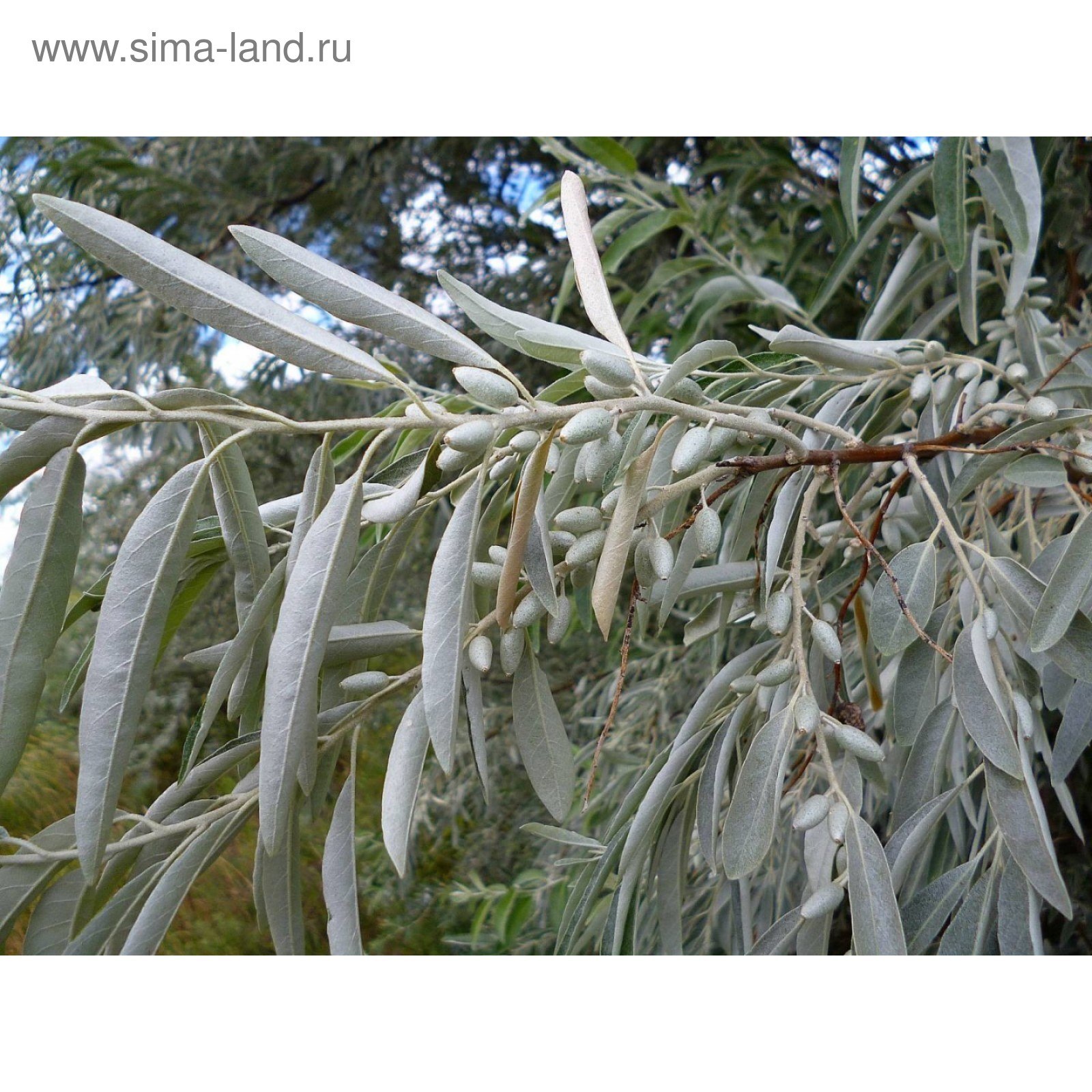 М и блантером грустные ивы. Лох узколистный (Elaeagnus angustifolia). Ива лохолистная серебристая. Ива серебристая (лохолистная) Salix elaeagnos. Лох серебристый (Elaeagnus commutata).