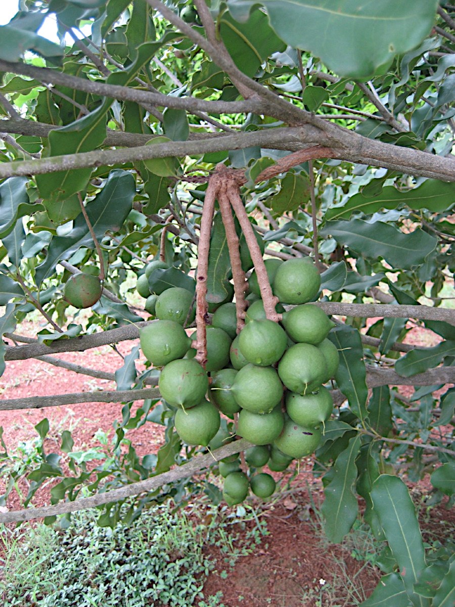 Макадамский орех дерево