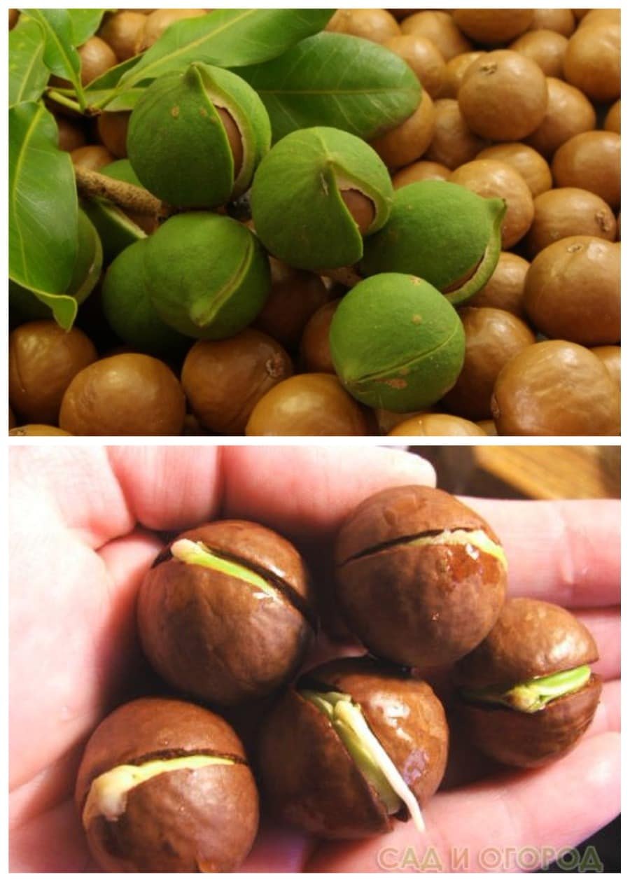 Macadamia integrifolia
