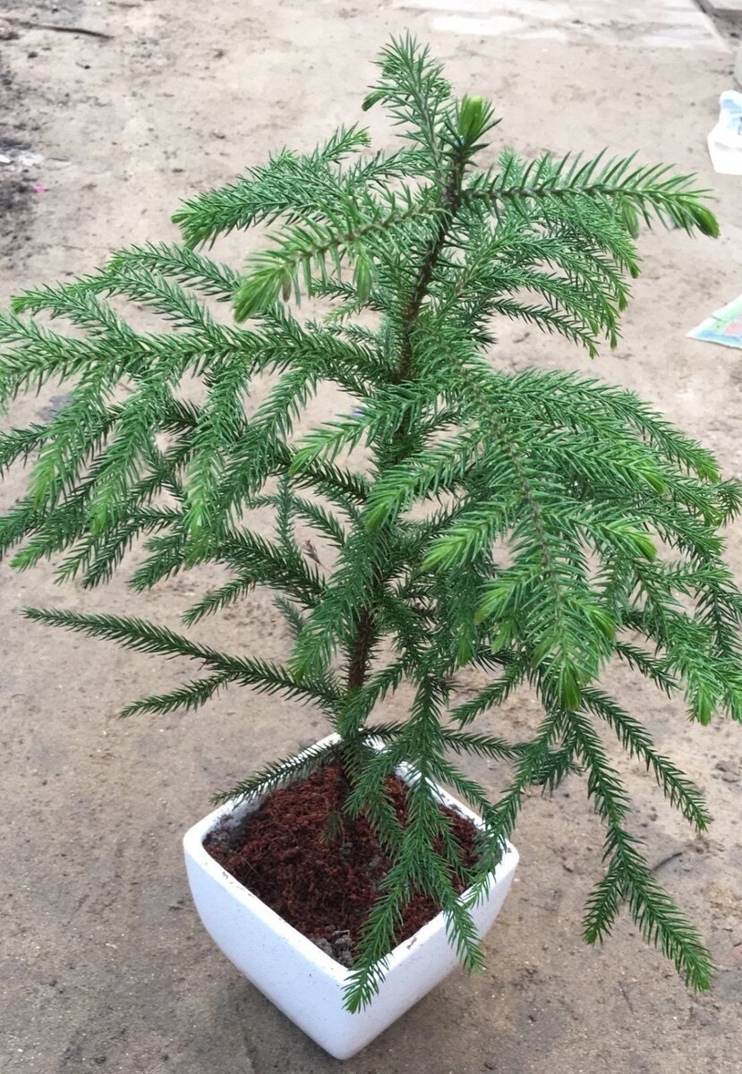 Комнатная ель араукария