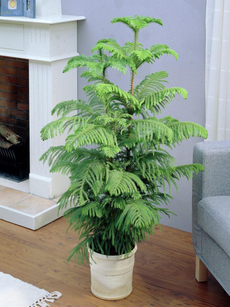 Араукария комнатная