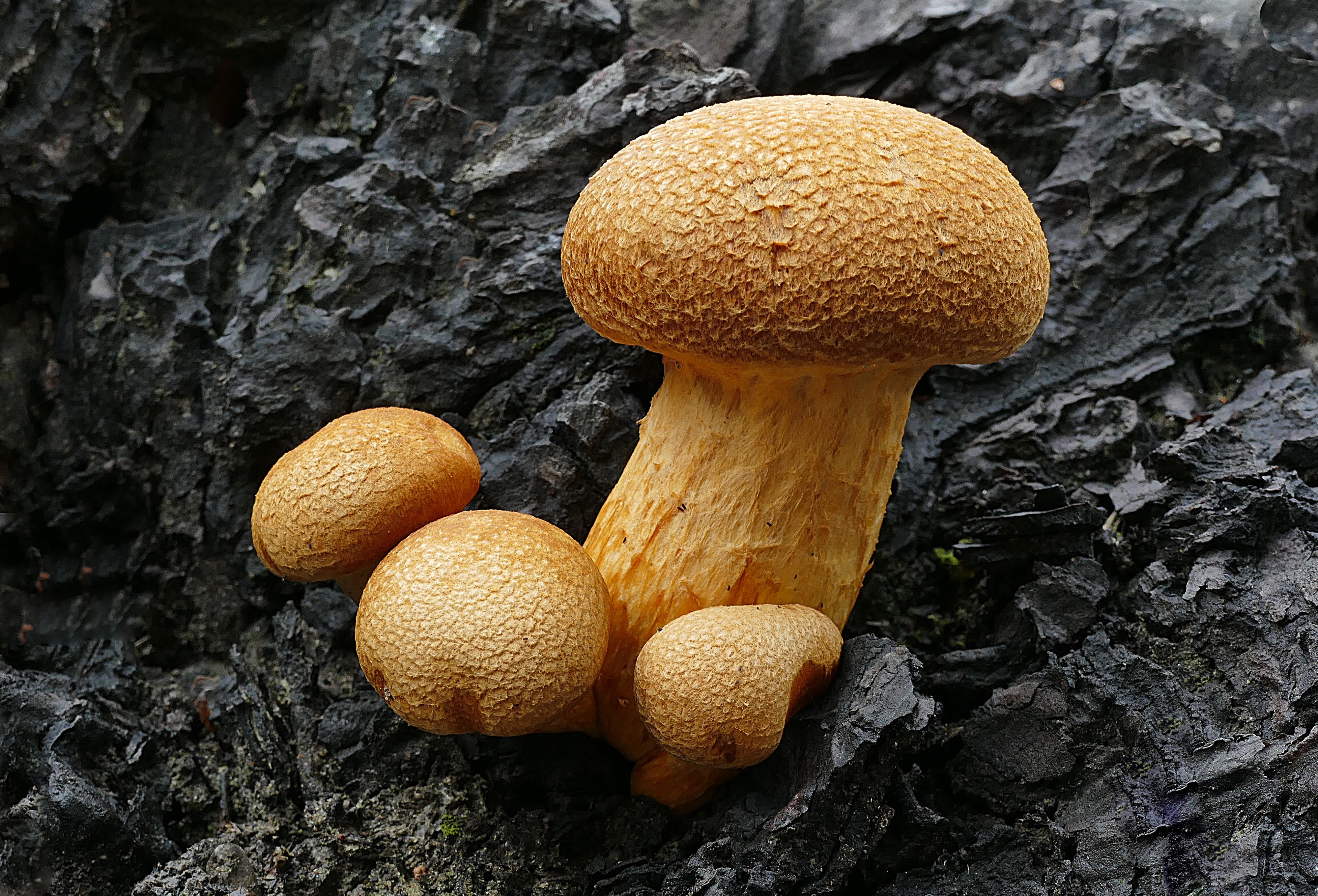 Грибы на букву т. Гриб Агарик. Съедобные грибы фото. Необычные грибы. Съедобные грибы крупным планом.