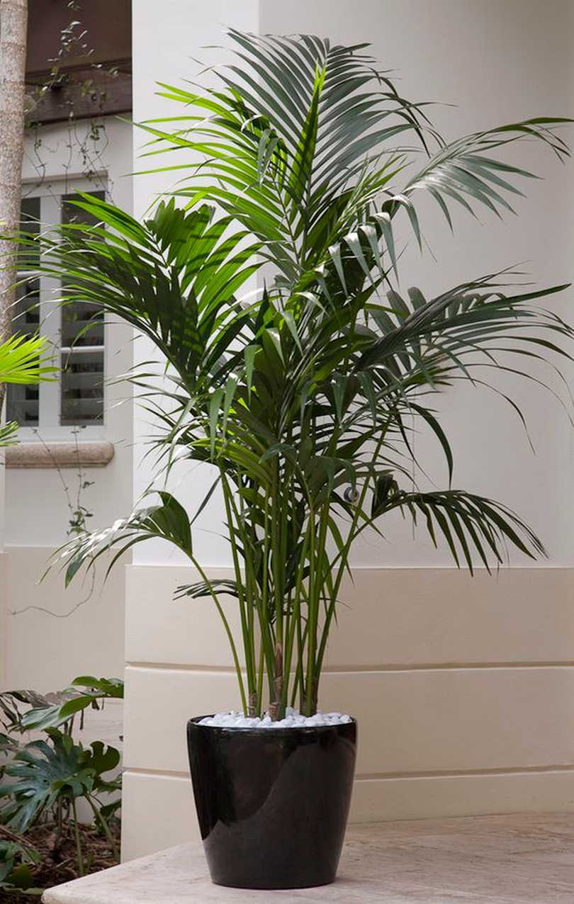 Драцена окаймленная (Dracaena marginata.)