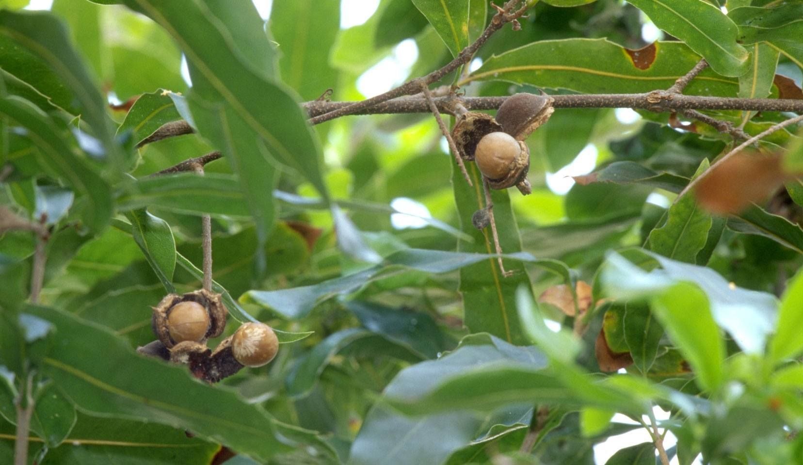 Орехи в природе. Макадамия орех Родина произрастания. Орешник макадамия. Macadamia ternifolia. Микадо орехи.