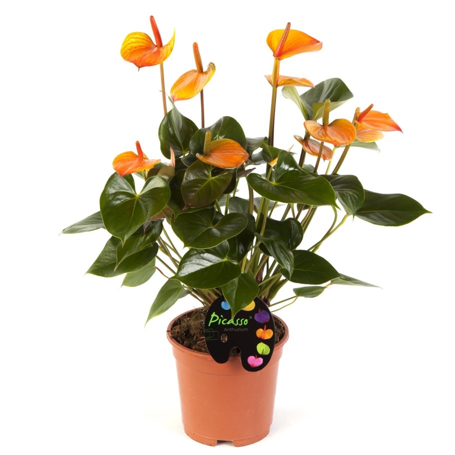 Невада красный Антуриум