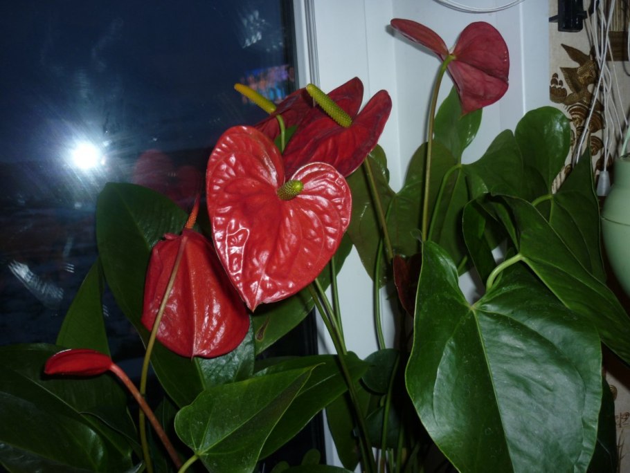 Антуриум Фламинго