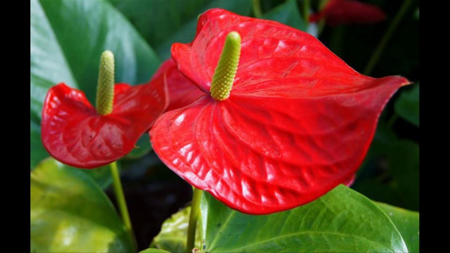 Антуриум черри