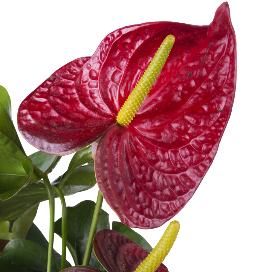 Антуриум Алексия Глориус