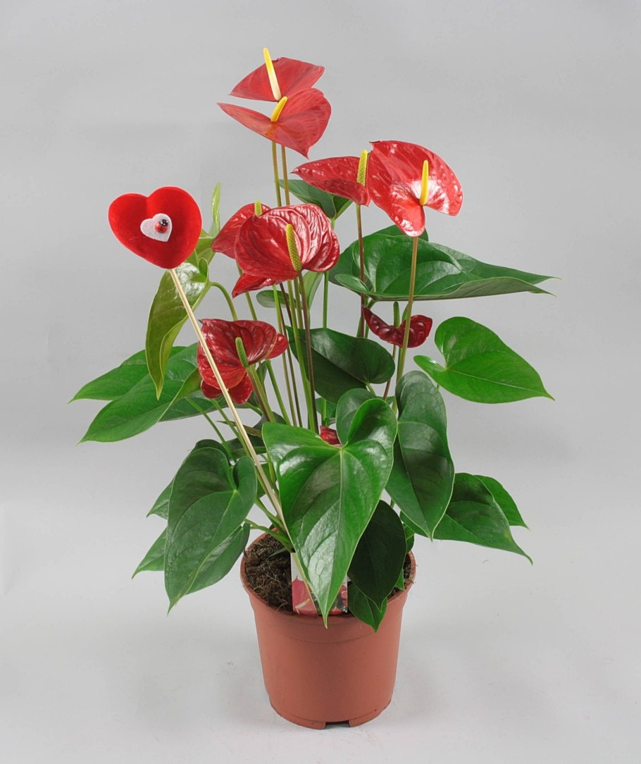 Антуриум an Gem 4 KL