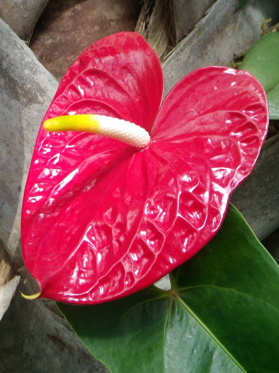 Антуриум сорт Невада