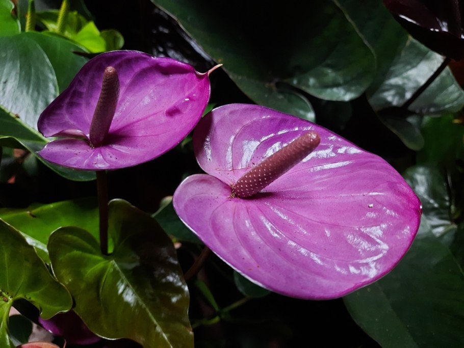 Антуриум Кавалли перпл