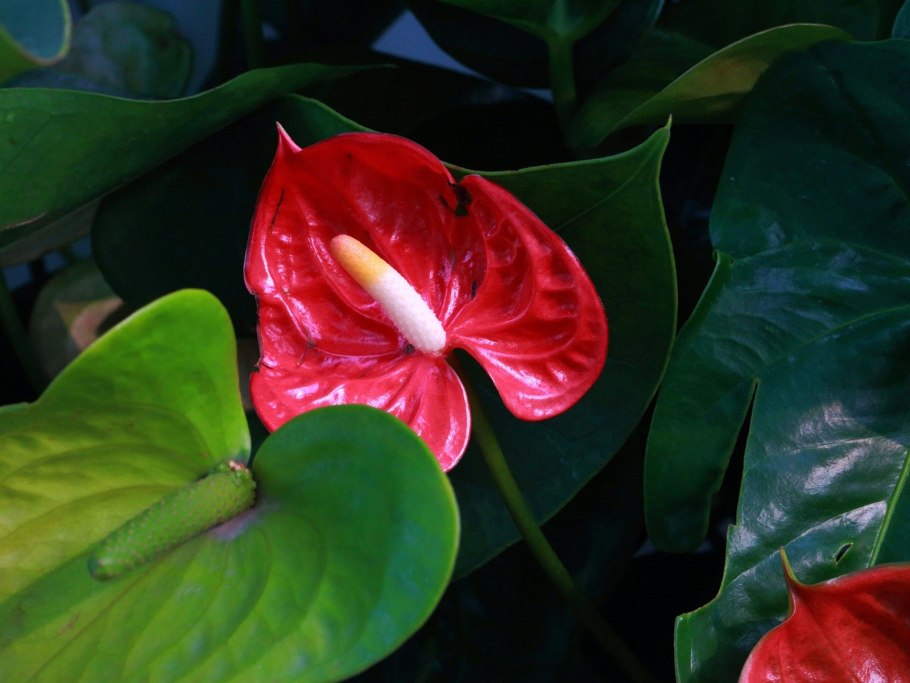 Антуриум Андрианум красный