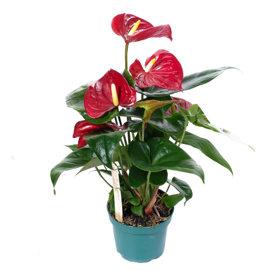 Невада красный Антуриум