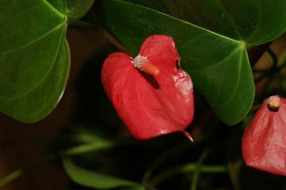 Антуриум Арроу