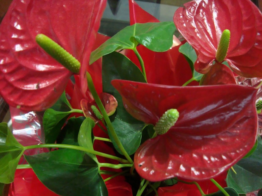 Антуриум Хрустальный Anthurium crystallinum