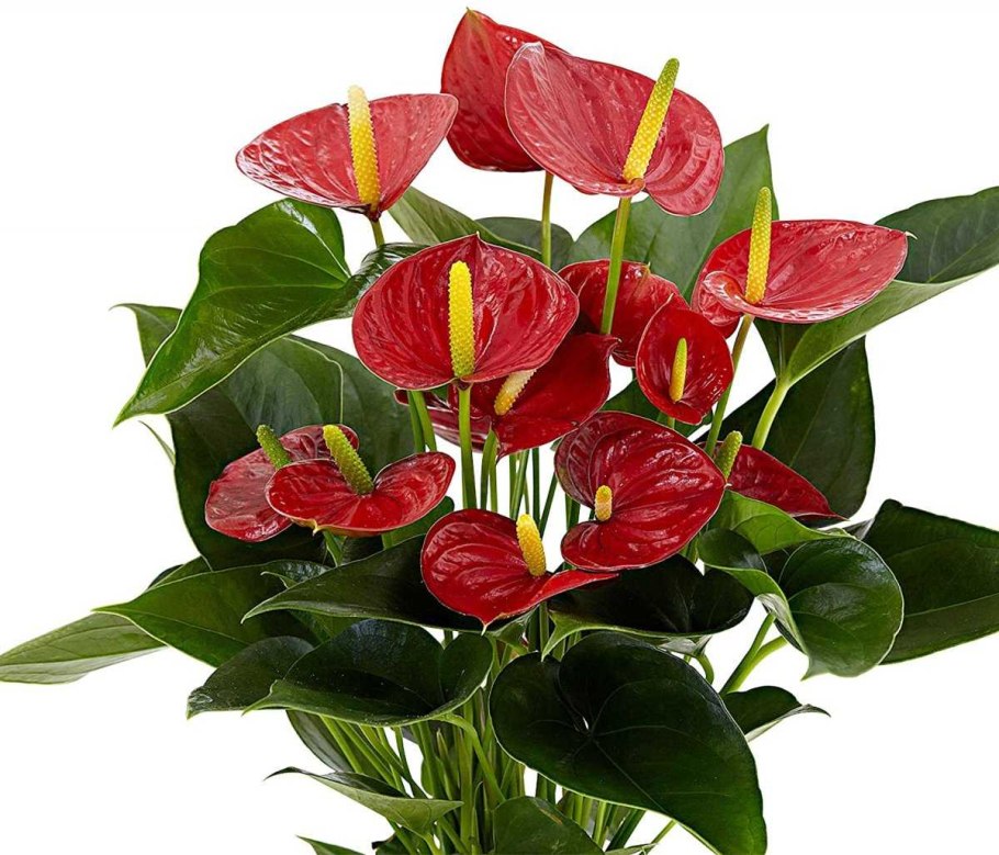 Антуриум Пикассо оранж