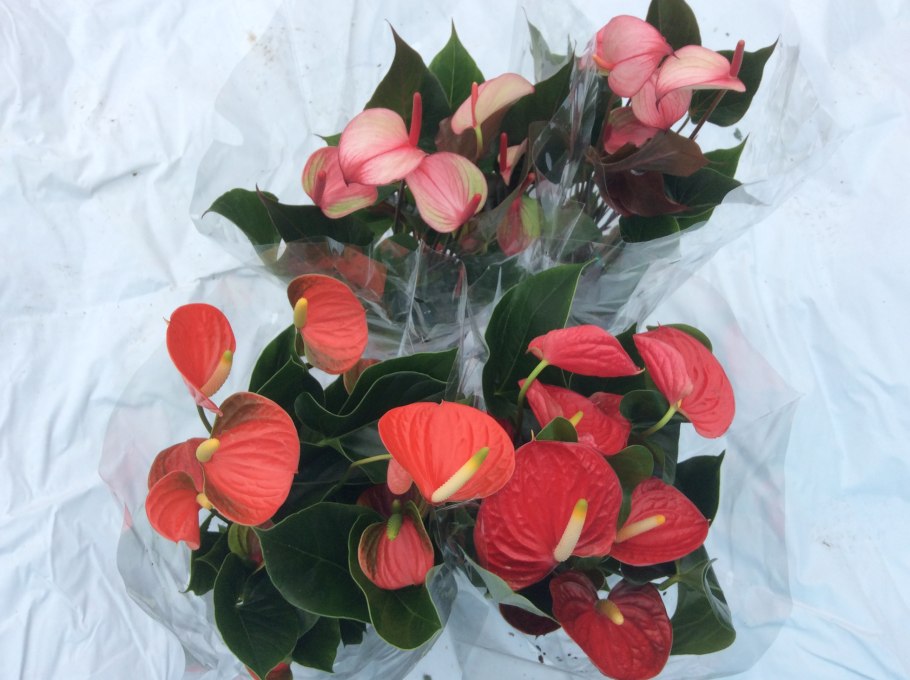 Антуриум Тропик Найт