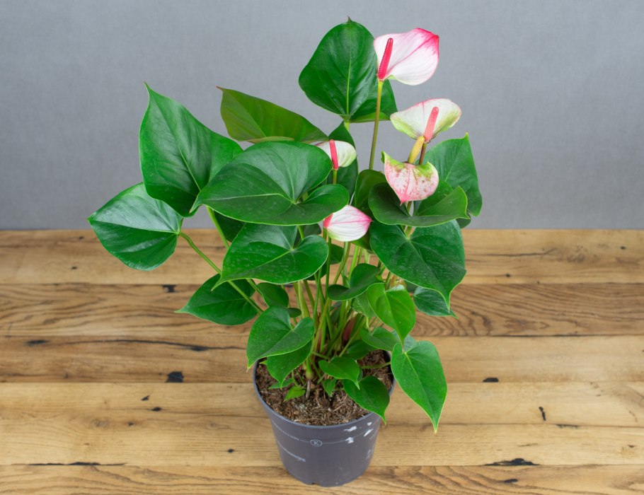 Антуриум Мадурал оранж