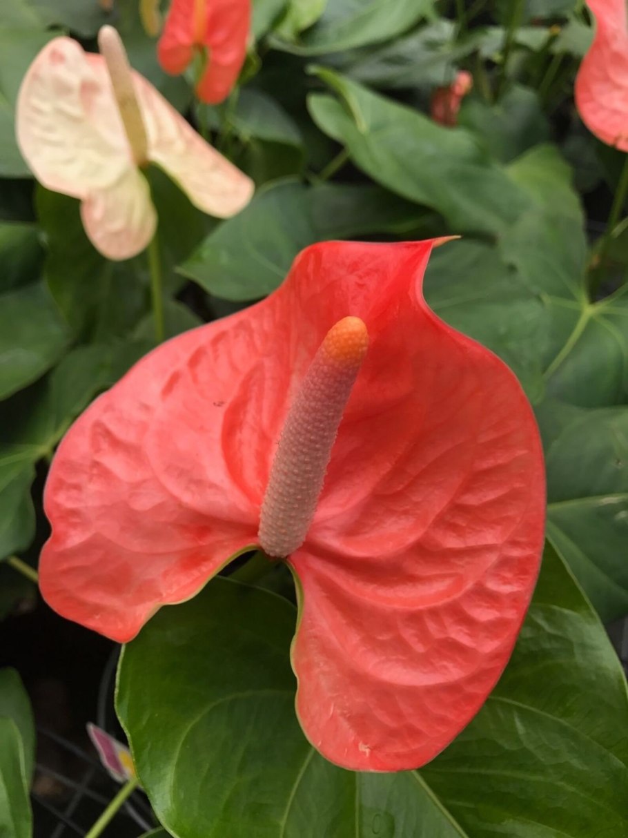 Антуриум красный Королевский