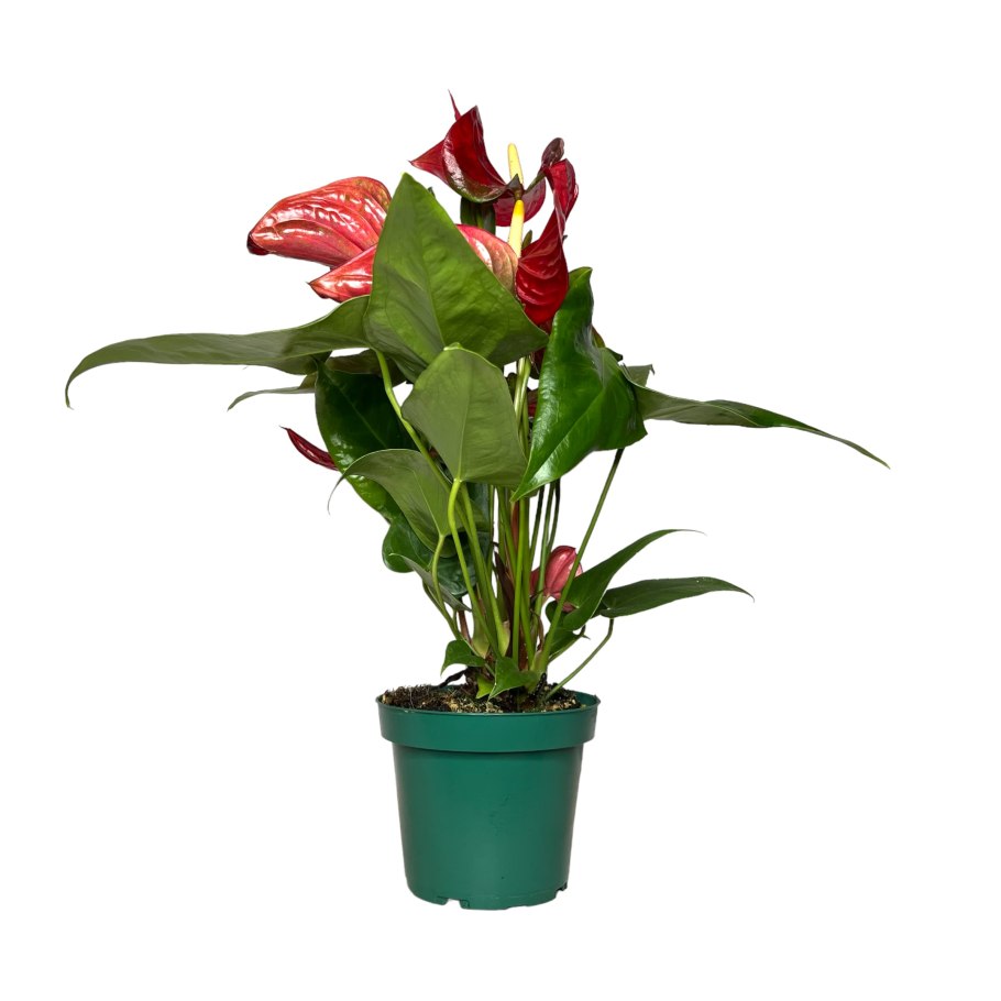 Антуриум Андрианум красный