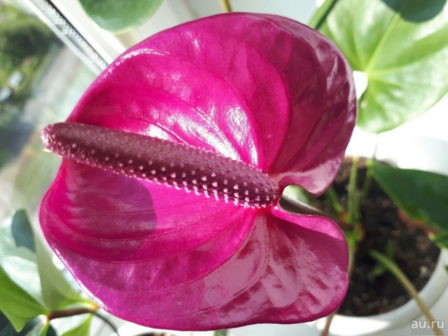 Антуриум красный Королевский