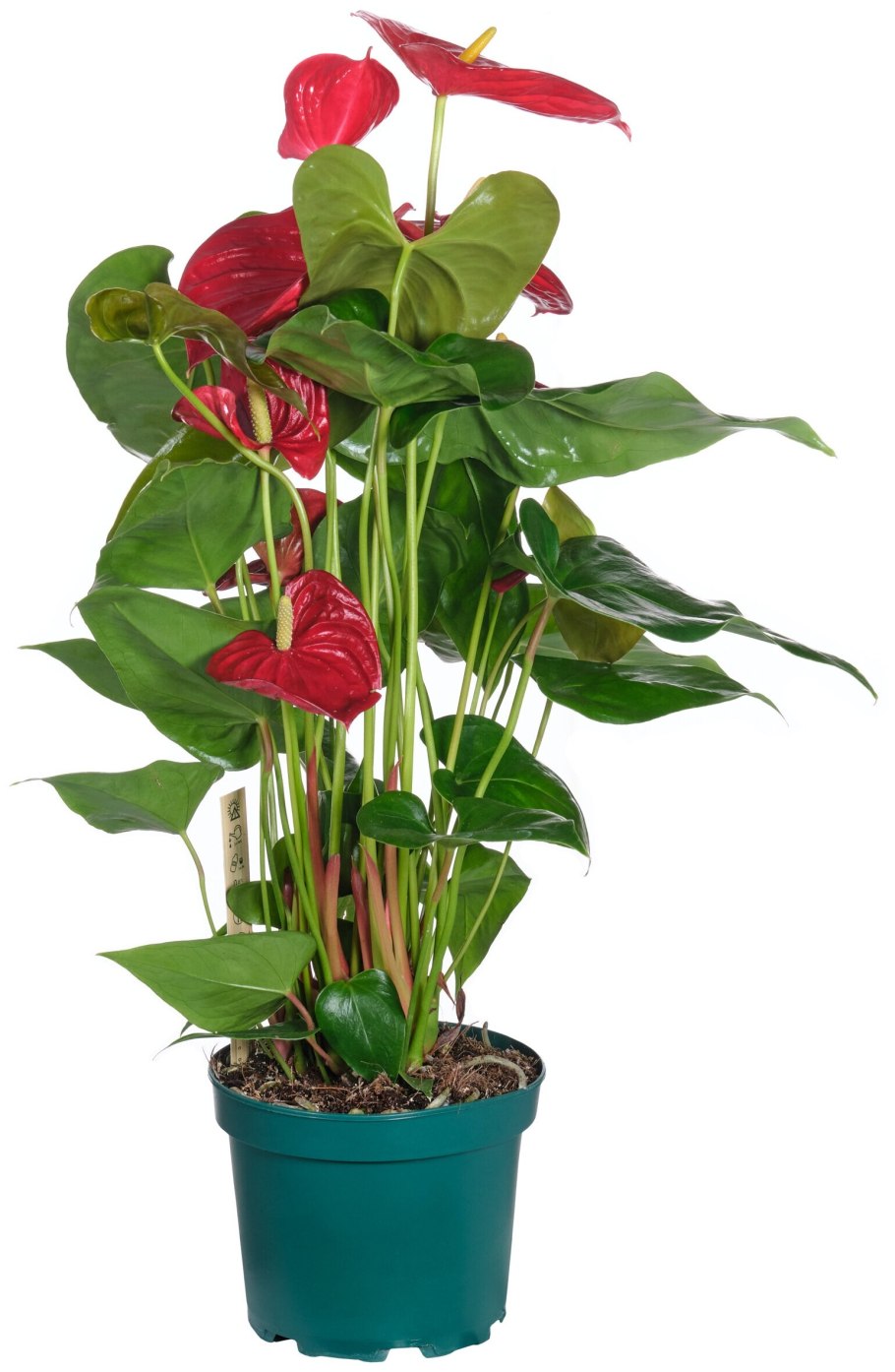 Антуриум ред коралл