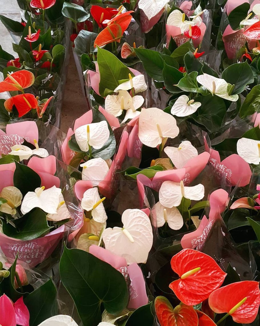 Антуриум отцветает