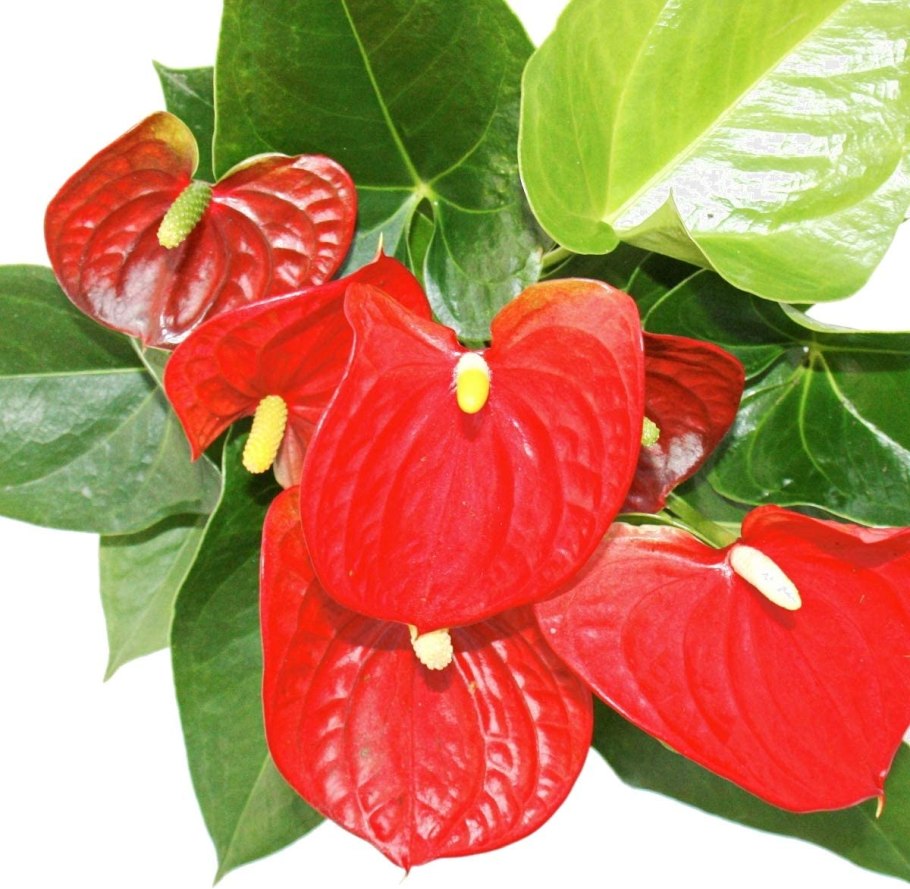 Антуриум Ренуар