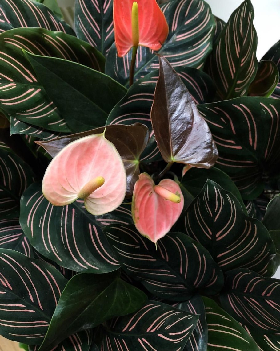 Антуриум Шерцера Амаретти