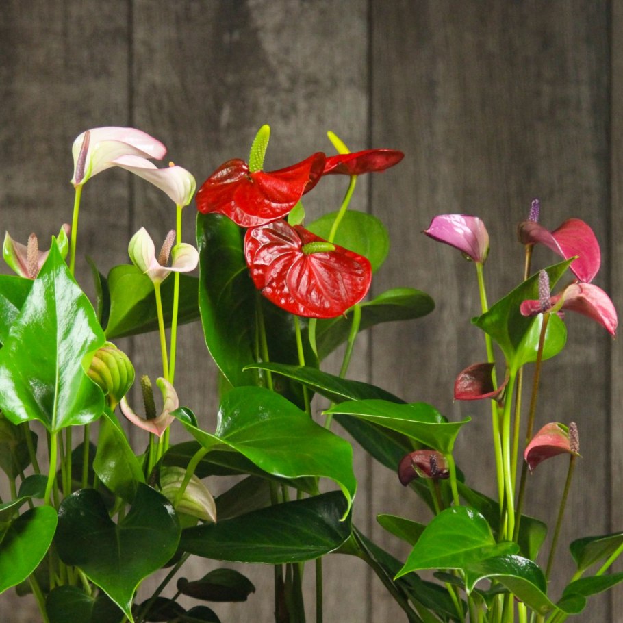 Антуриум Дакота