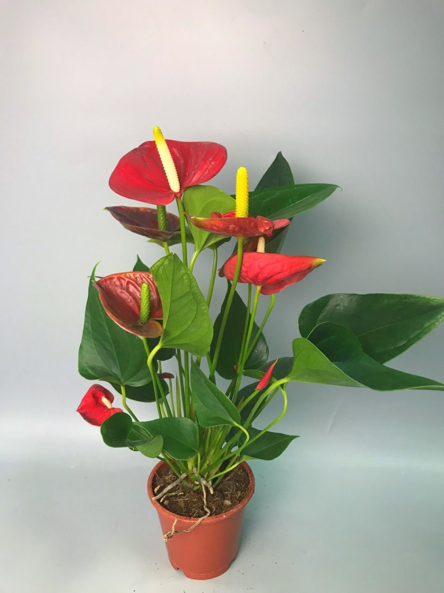 Антуриум Salmon Queen