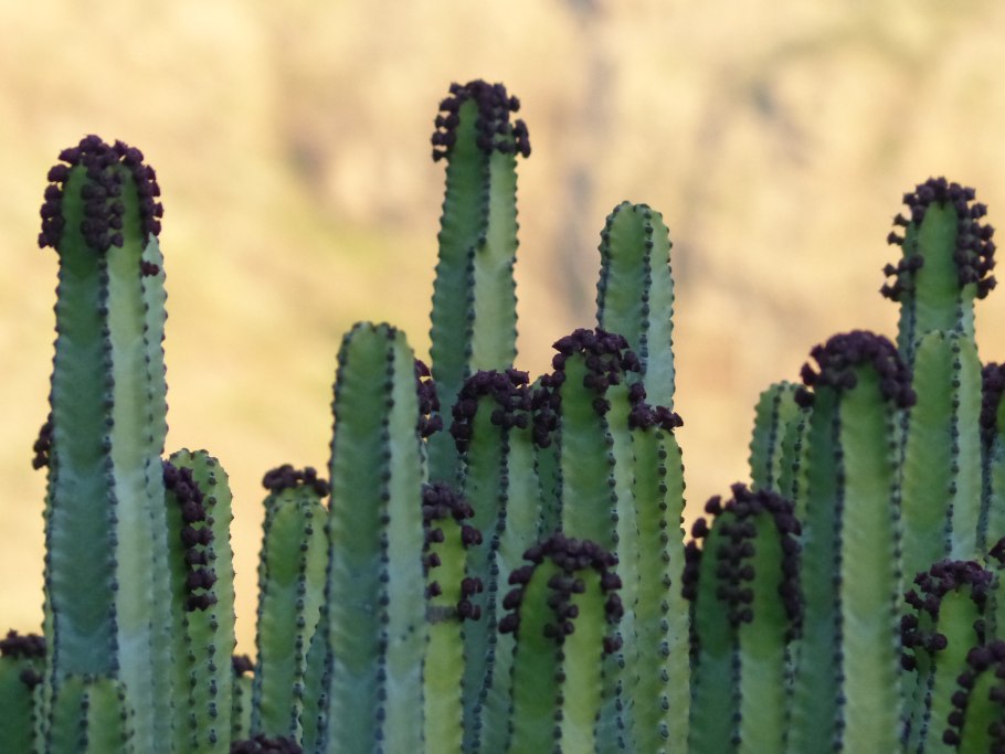 Эуфорбия «canariensis»