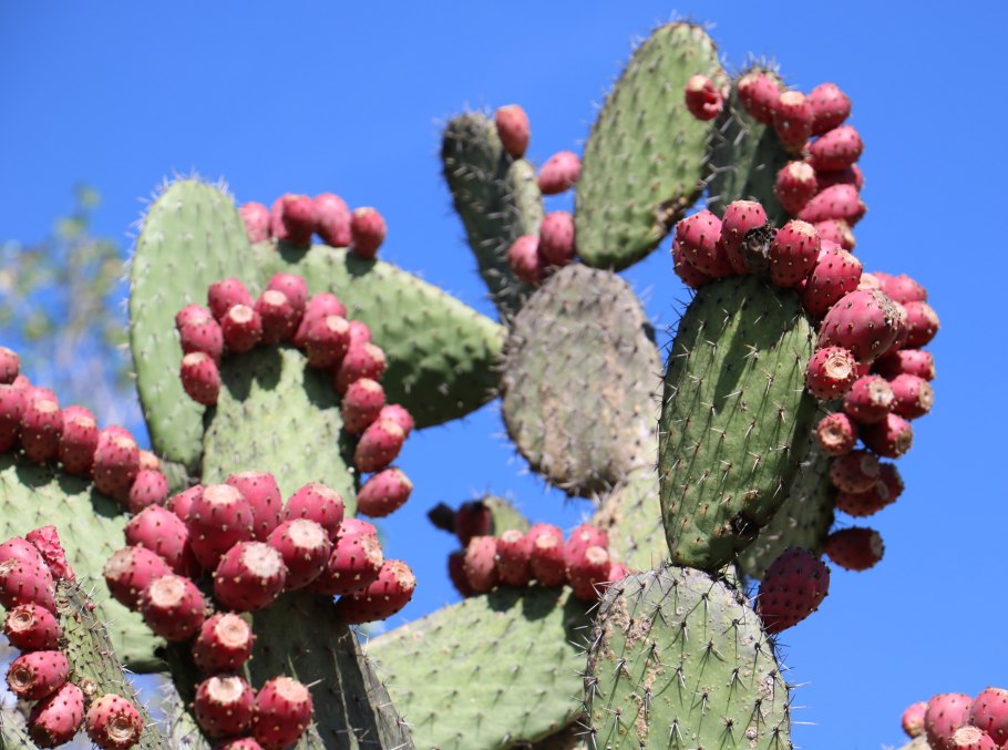 Кактус Нопаль Nopal