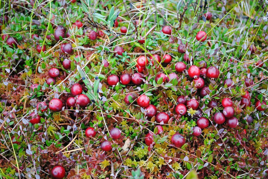 Клюква Болотная