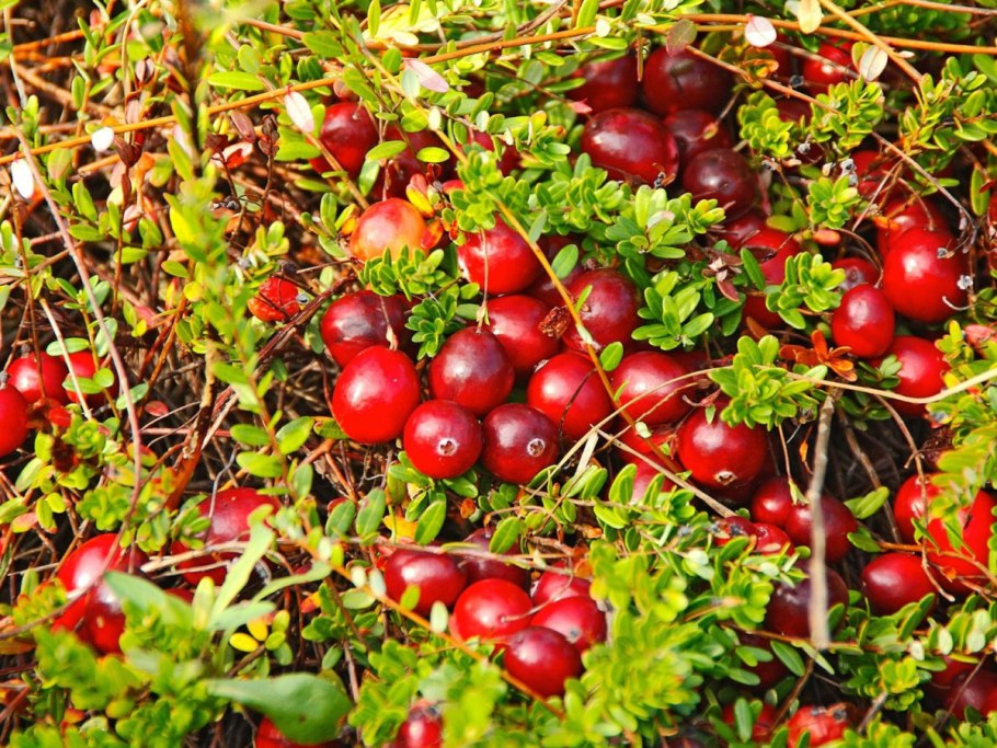 Клюква крупноплодная (серия Северный сад) "Стивенс"