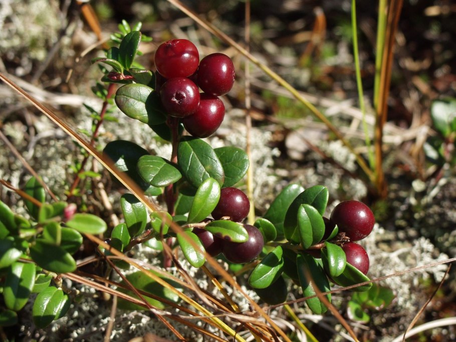 Клюква брусника Морошка