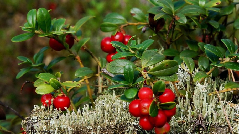 Лесные дары