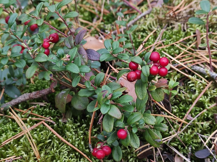Брусники Волчонок