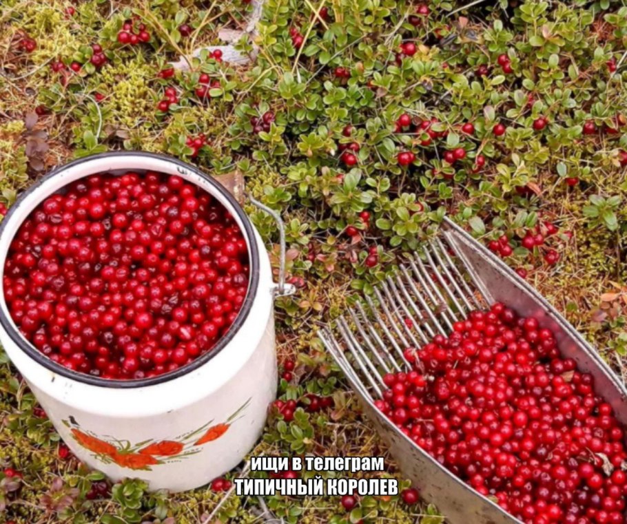 Клюква алая Заповедная