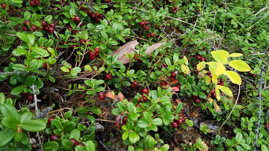 Брусника Забайкалье